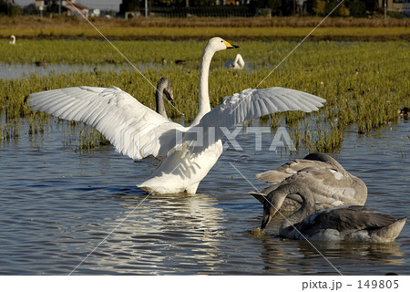 白鳥の羽ばたき 149805