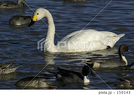 渡り鳥たち 渡り鳥たち 150143