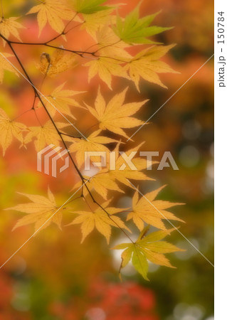Yellow Leaves Yellow Leaves 150784