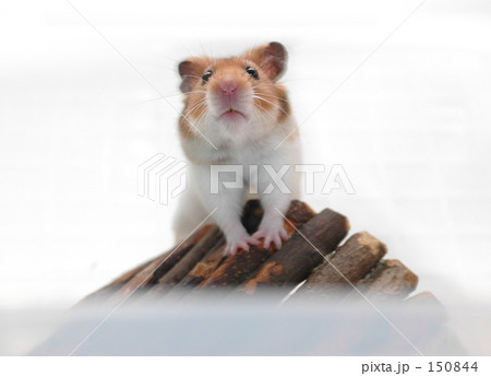 ゴールデンハムスター ゴールデンハムスター 150844
