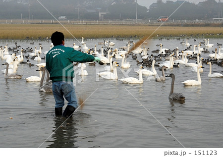 白鳥たちの朝食 151123