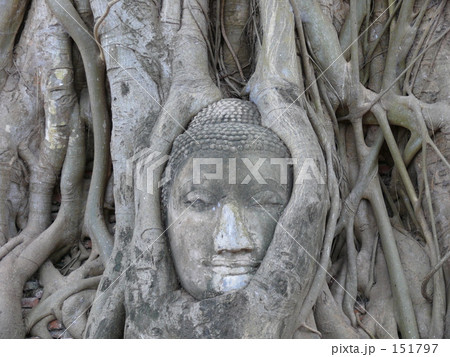 根っこに埋まった像 根っこに埋まった像 151797