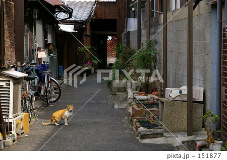 路地裏に猫 路地裏探訪 の写真素材