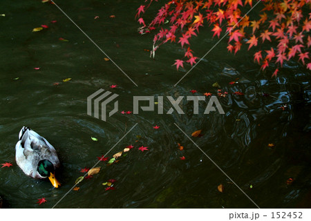 鴨の紅葉狩り 152452