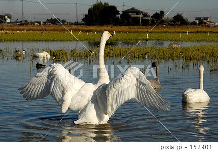 逞しい背中 152901