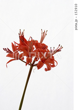 ネリネ ネリネ 152910