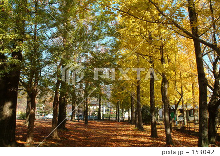 秋の並木01 秋の並木01 153042