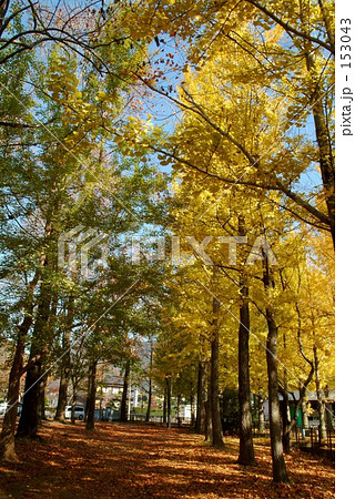 秋の並木02 秋の並木02 153043