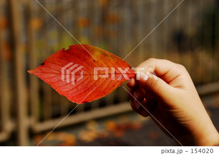 Fallen leaf 154020