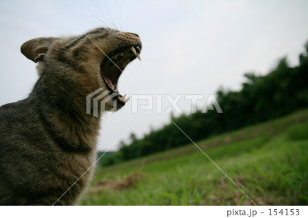 雄叫び 154153
