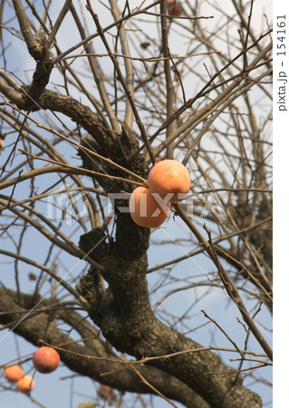 王禅寺柿 王禅寺柿 154161