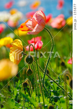 ポピー 155877