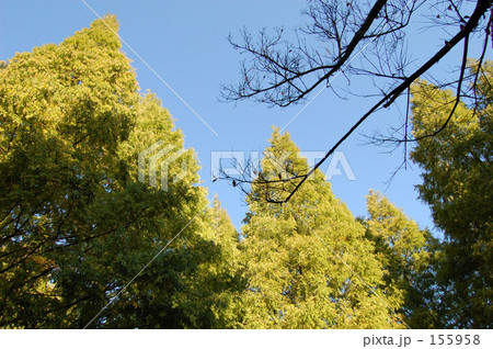 2007イチョウ 155958