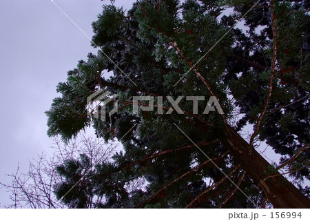 冬 杉の巨樹 冬 杉の巨樹 156994