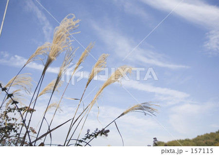 ススキ 157115