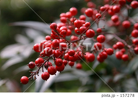 南天 南天 157278