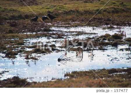 三羽烏 (さんばがらす) 三羽烏 (さんばがらす) 157477