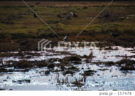 カラスの楽園 157478
