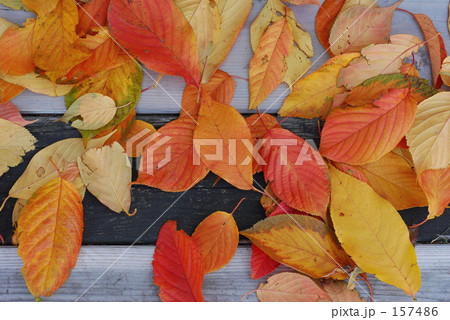 彩り落ち葉 157486