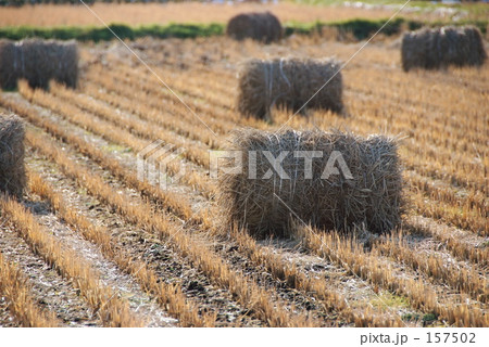 ワラロール ワラロール 157502