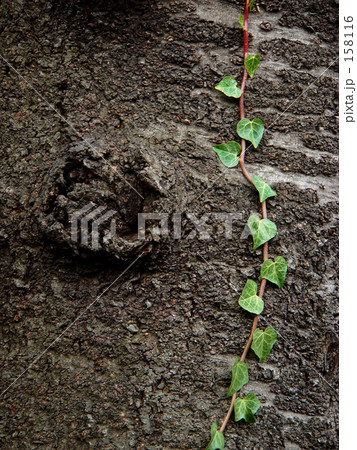 木肌とツタ 158116