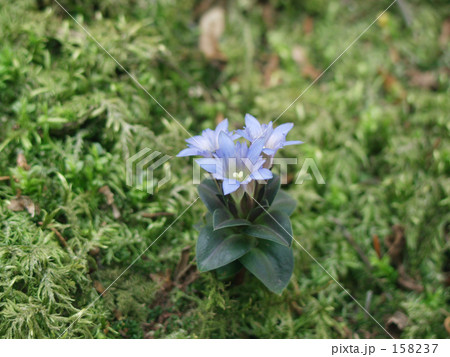 苔の上にハルリンドウ 158237