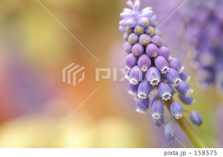 妖精のベル 158575