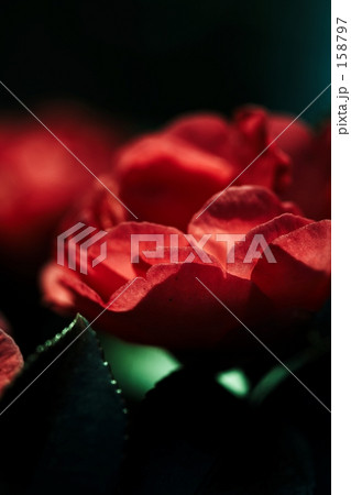 サザンカ　”not look like" 158797