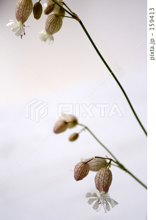 野草 159413