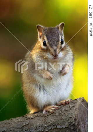 見つめる シマリス 見つめる シマリス 160477