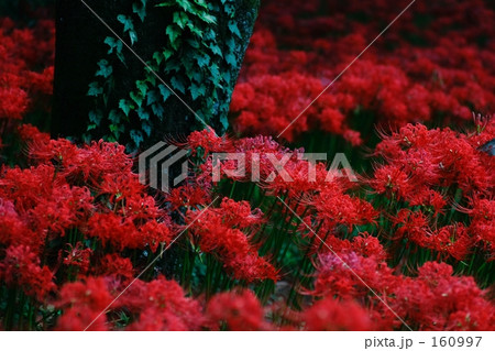 赤に埋まる 160997