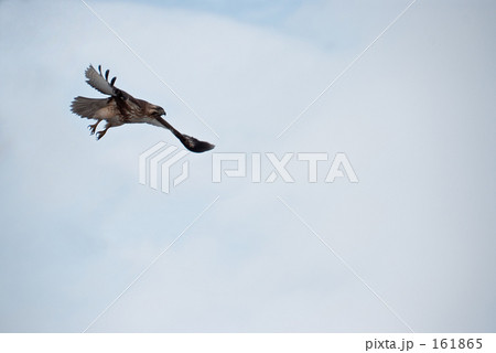 鷹 161865