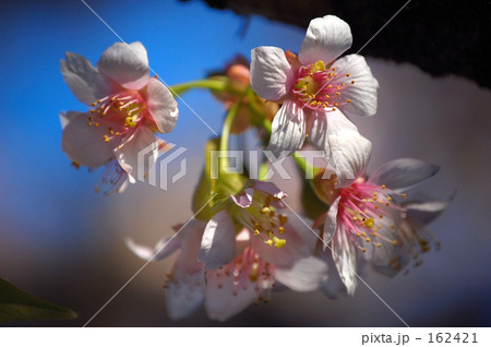 ヒマラヤザクラ ヒマラヤザクラ 162421