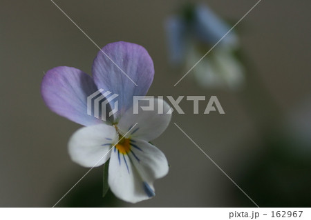 ビオラ ビオラ 162967