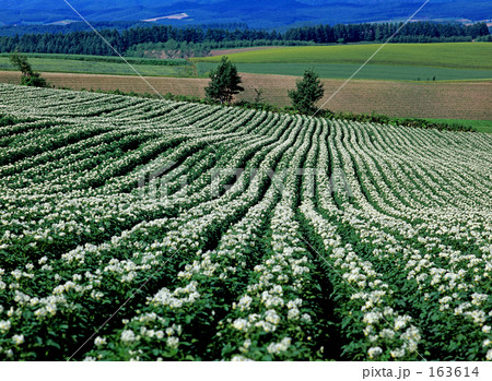 ジャガイモの花咲く頃 ジャガイモの花咲く頃 163614