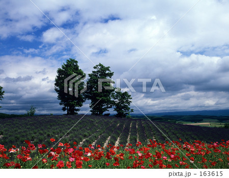 ポピーとラベンダーと青空 ポピーとラベンダーと青空 163615