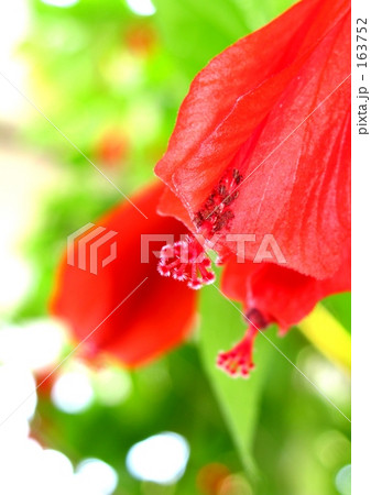 頷き姫芙蓉 頷き姫芙蓉 163752