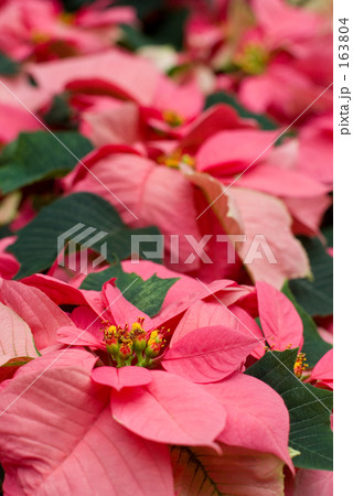 ポインセチア(ピンク) ポインセチア(ピンク) 163804