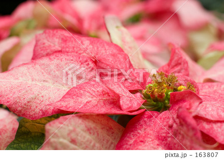ポインセチア（ピンク） 163807
