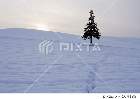 クリスマスツリーの木 164138