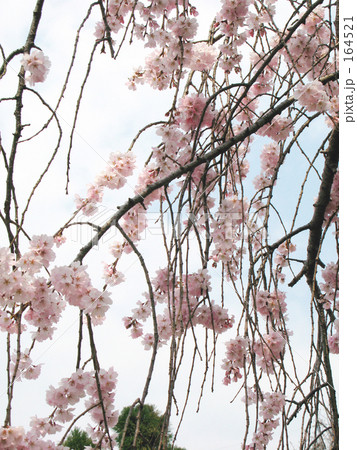 春枝垂れて 164521