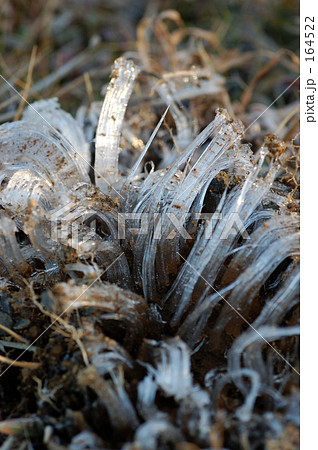 今年さいごの霜柱 164522