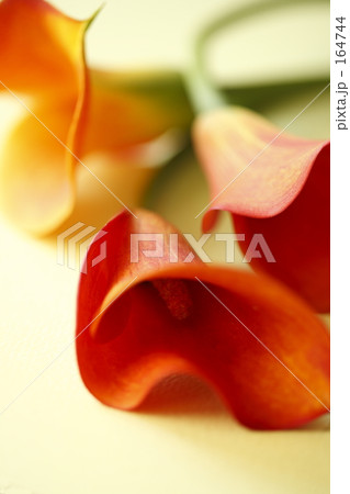 collar Ⅲ collar Ⅲ 164744