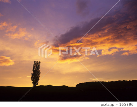 ポプラに迫る夕雲 165396