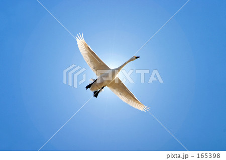 大空舞う白鳥を見上げて 165398
