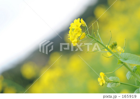 菜の花 菜の花 165919