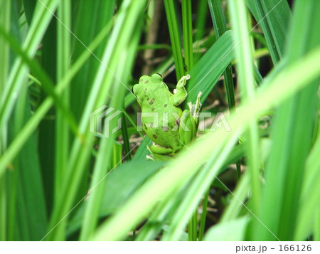 もりあおがえる 166126