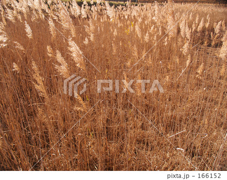 きらめくアシ原 きらめくアシ原 166152