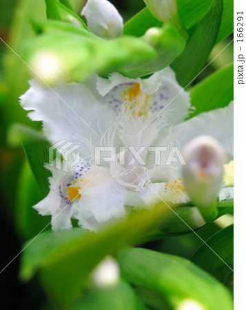 シャガの春 166291