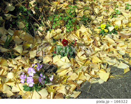 落ち葉とパンジー 落ち葉とパンジー 166322